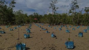 Ribuan Propagul Mangrove Ditanam di Batu Ampar