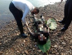 Warga Temukan Mayat Tanpa Identitas Mengapung di Sungai Kampar