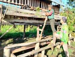 Babisa Desa Pangkalan Jambi Kopda J.Aritonang Memeriksa dan Memastikan Kesehatan Ternak Warga.