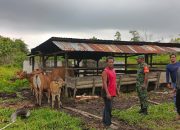 BABINSA Lakukan Pengawasan Terhadap Ternak Warga di Desa Sukajadi